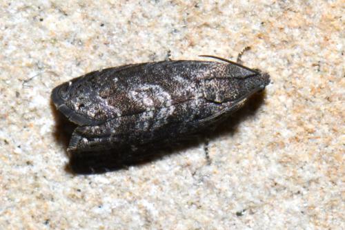 Réf. 255 329 : Grapholita molesta